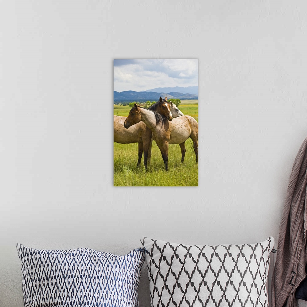 A bohemian room featuring Wild horses