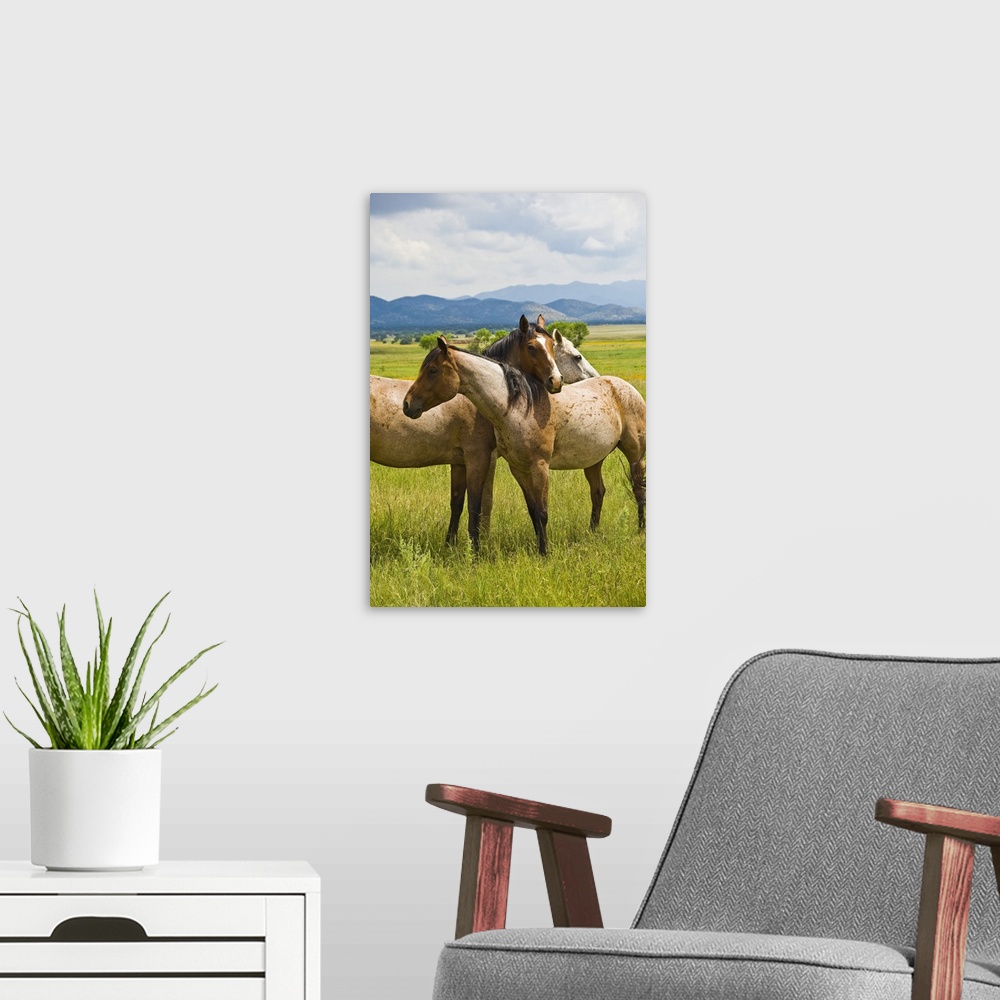 A modern room featuring Wild horses