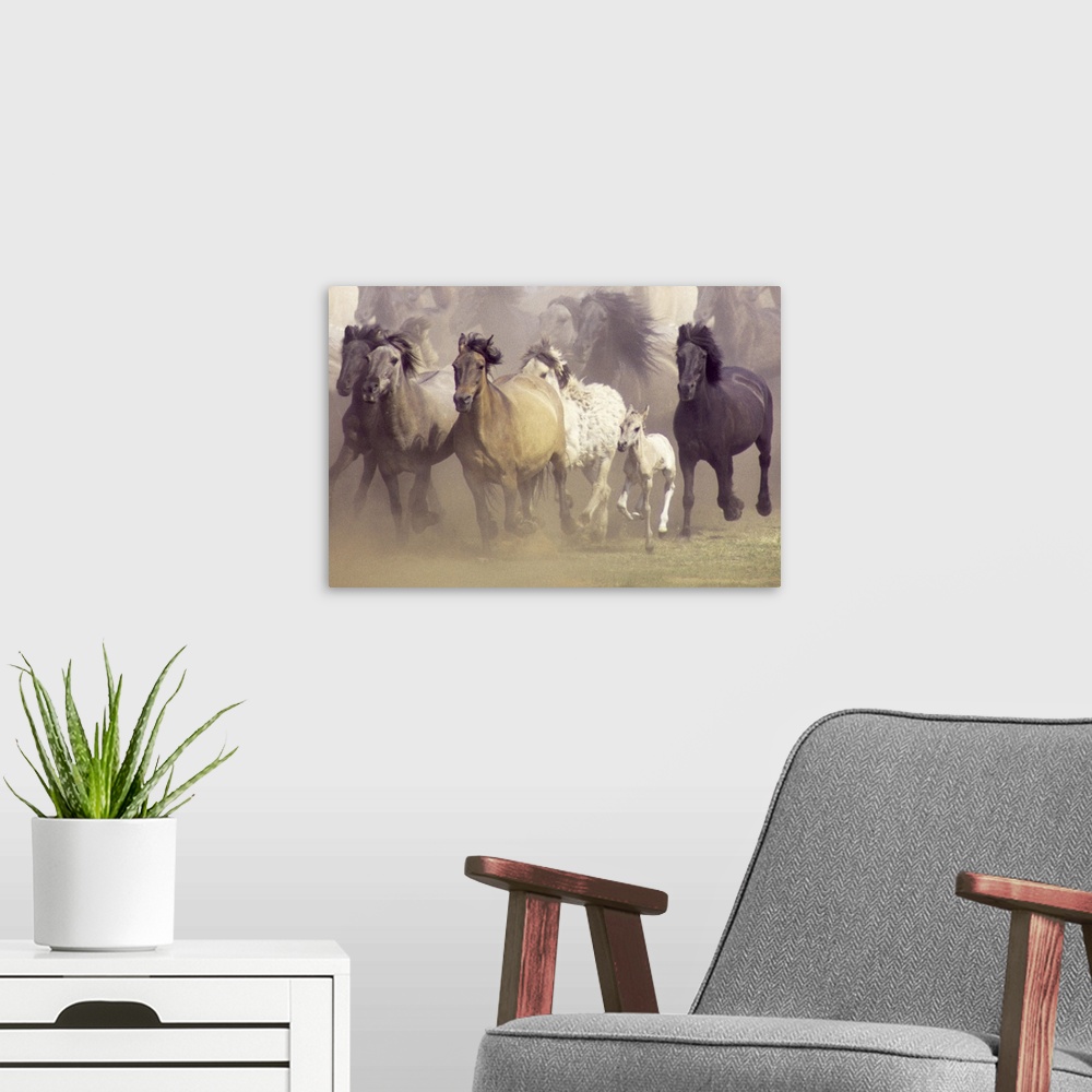 A modern room featuring An untamed herd of horses galloping in a field.