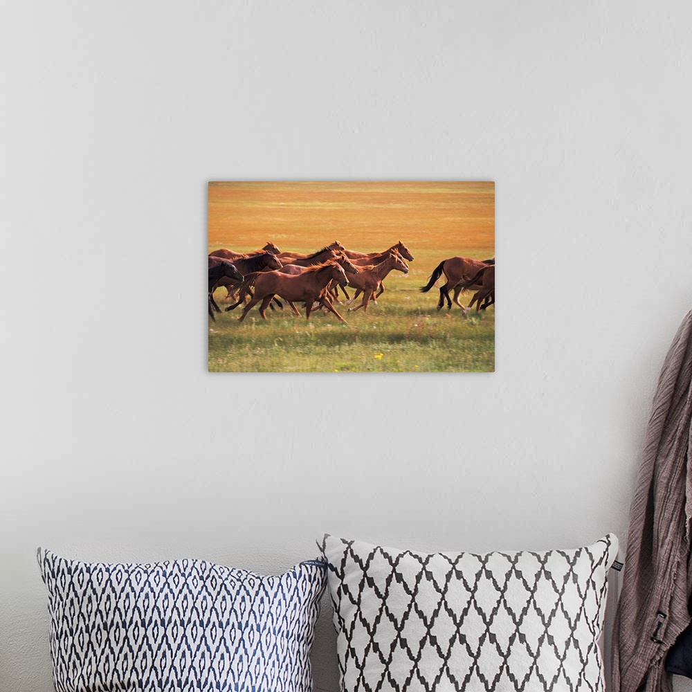 A bohemian room featuring Photograph taken of a herd of horses running through an empty field.