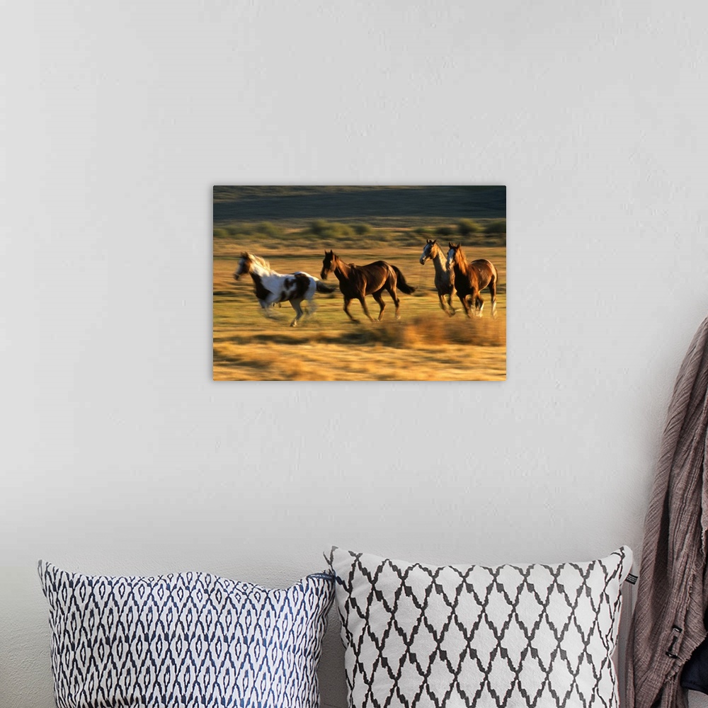 A bohemian room featuring Wild horses running together