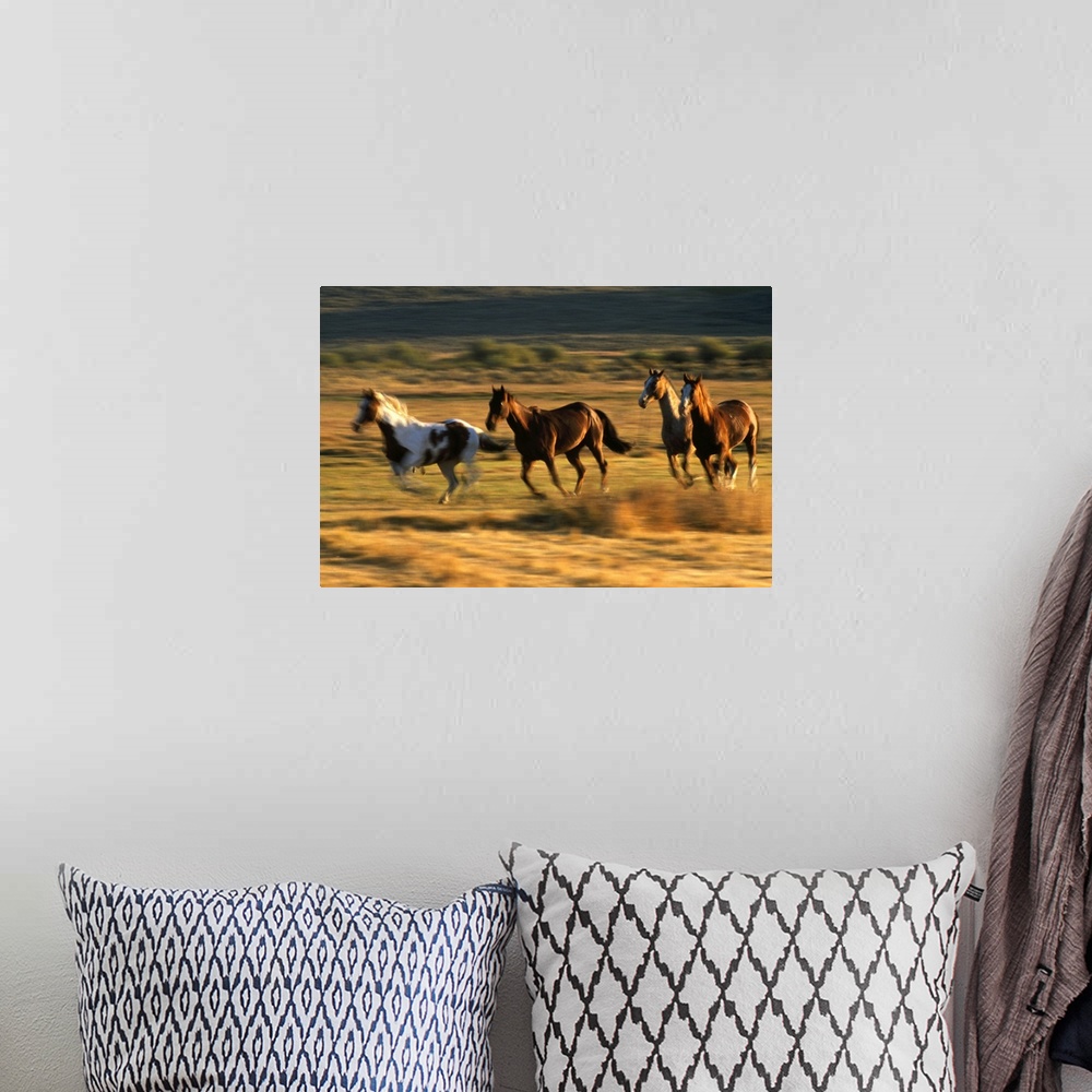 A bohemian room featuring Wild horses running together