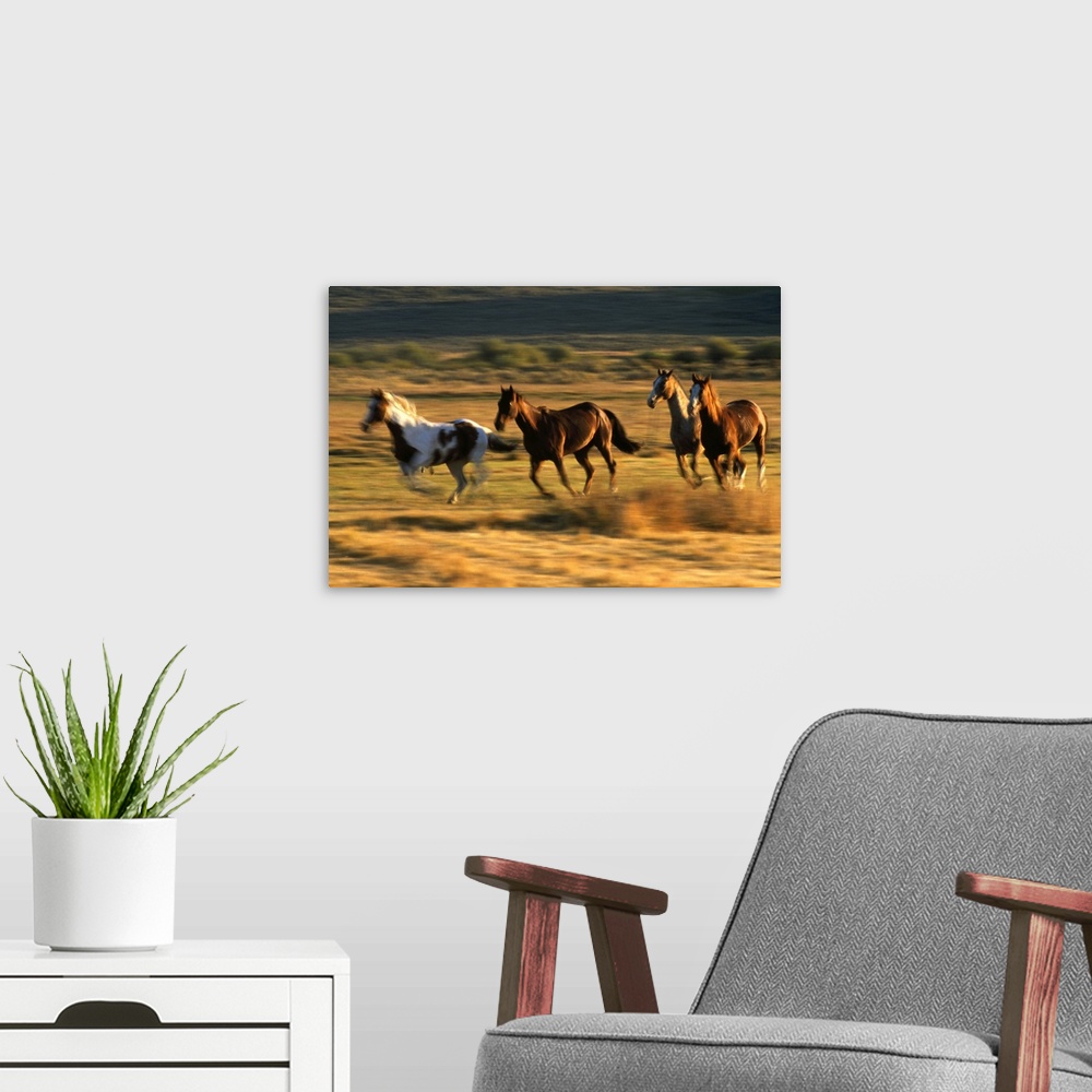 A modern room featuring Wild horses running together