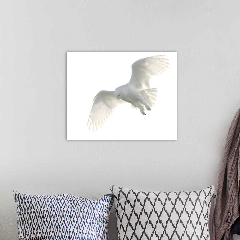A bohemian room featuring Wild male snowy owl flying against white sky background, Payton, Colorado.