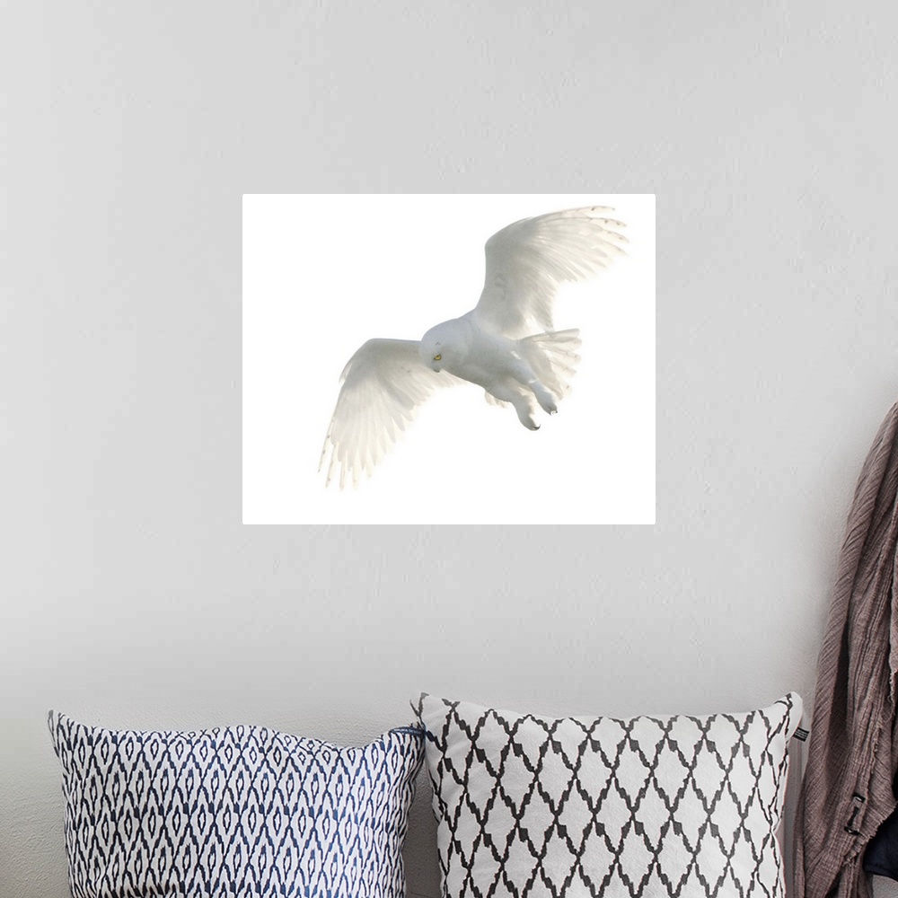 A bohemian room featuring Wild male snowy owl flying against white sky background, Payton, Colorado.