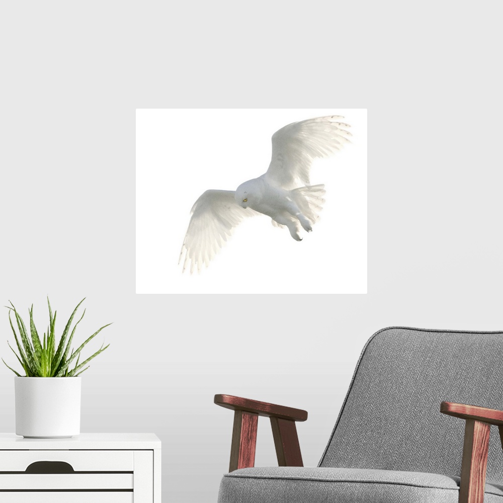 A modern room featuring Wild male snowy owl flying against white sky background, Payton, Colorado.
