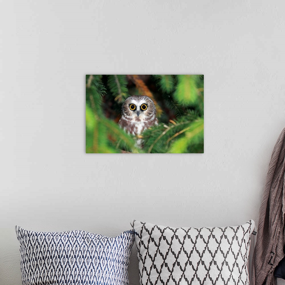 A bohemian room featuring Wild Northern Saw-Whet Owl peering out from pine tree in Ontario, Canada.