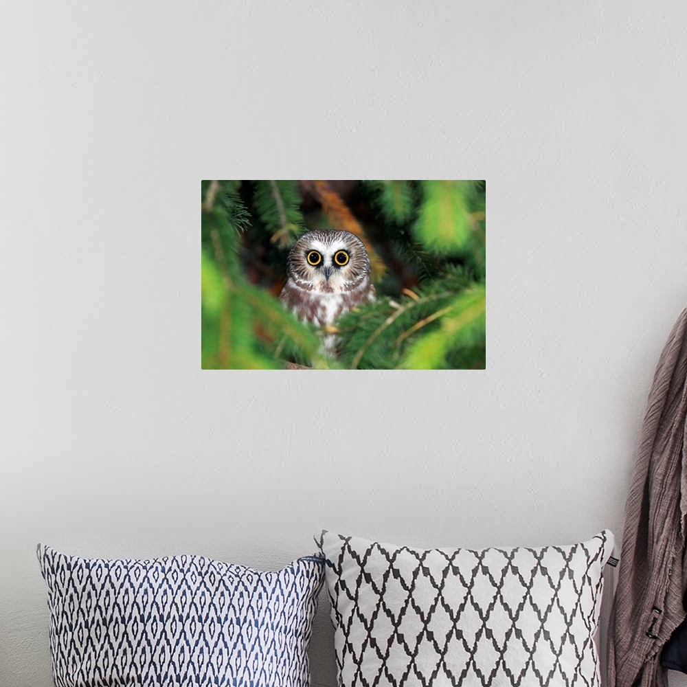 A bohemian room featuring Wild Northern Saw-Whet Owl peering out from pine tree in Ontario, Canada.