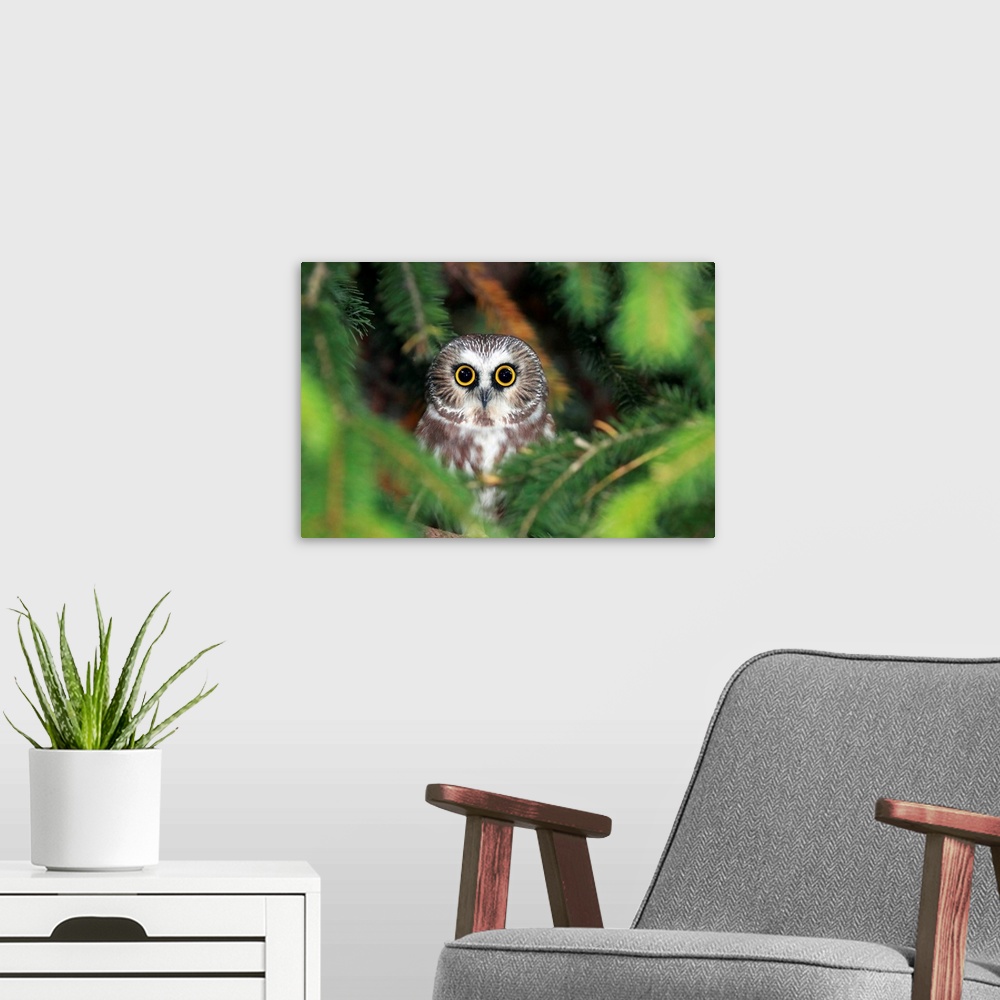 A modern room featuring Wild Northern Saw-Whet Owl peering out from pine tree in Ontario, Canada.