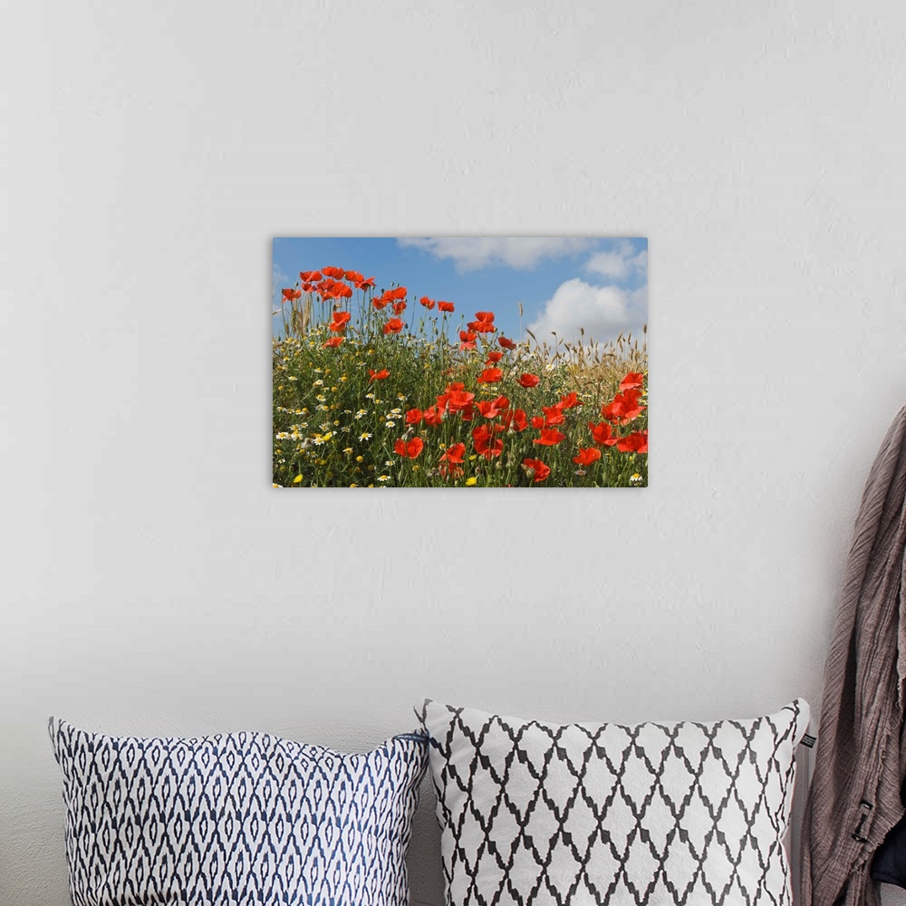 A bohemian room featuring Wild poppies, Andalucia, Spain
