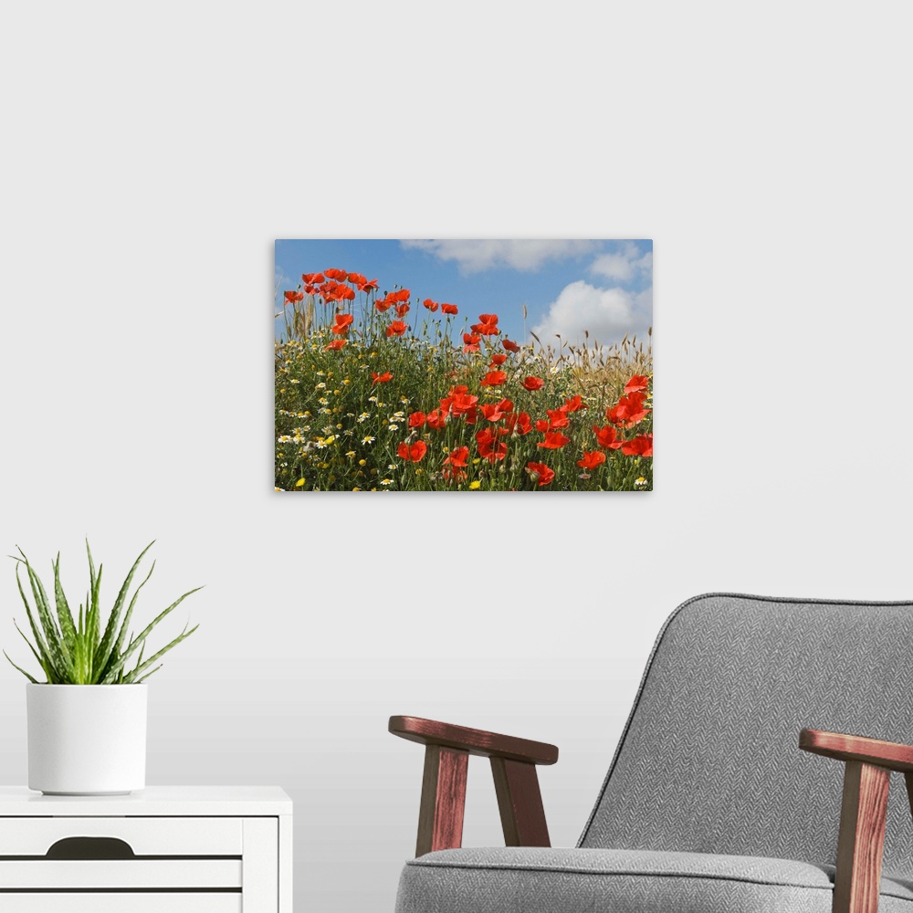 A modern room featuring Wild poppies, Andalucia, Spain