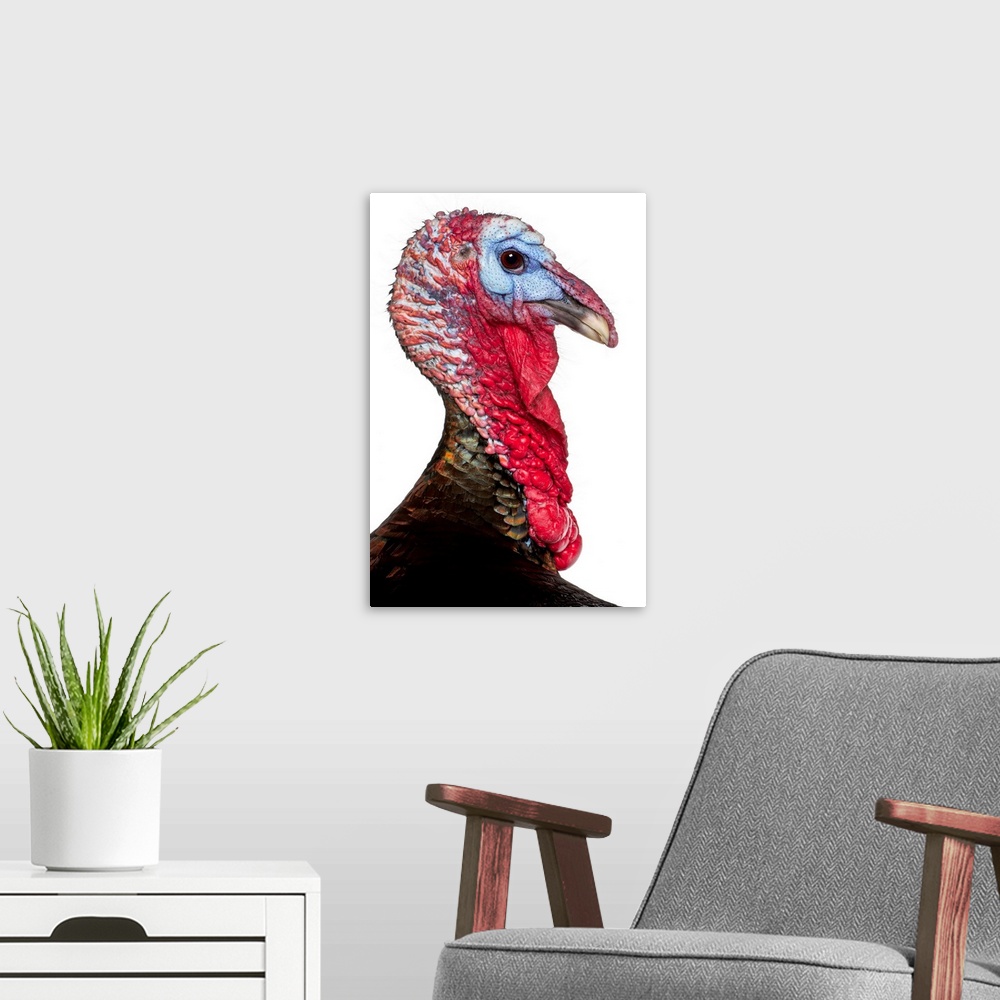 A modern room featuring Wild Turkey - Meleagris gallopavo