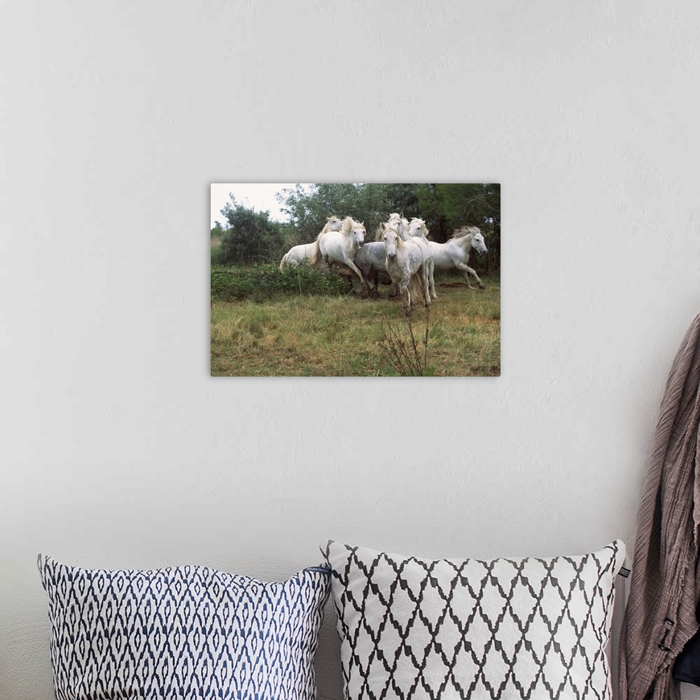 A bohemian room featuring Wild white horses