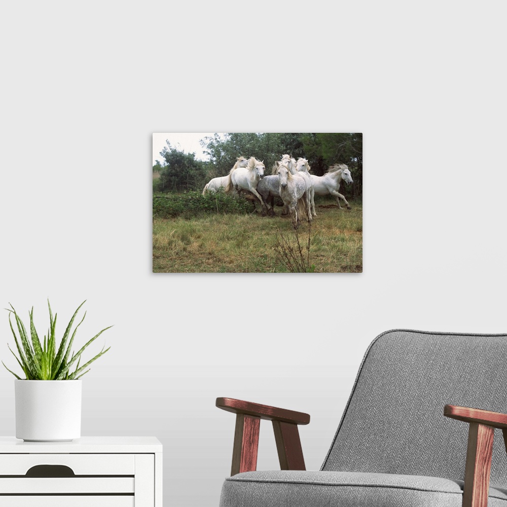 A modern room featuring Wild white horses