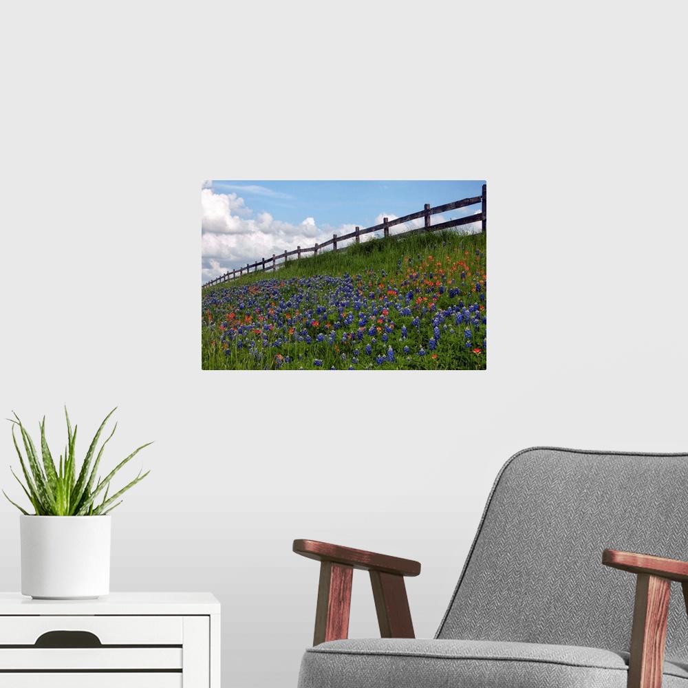 A modern room featuring View of wildflower heaven against blue sky, Washington County, Texas.