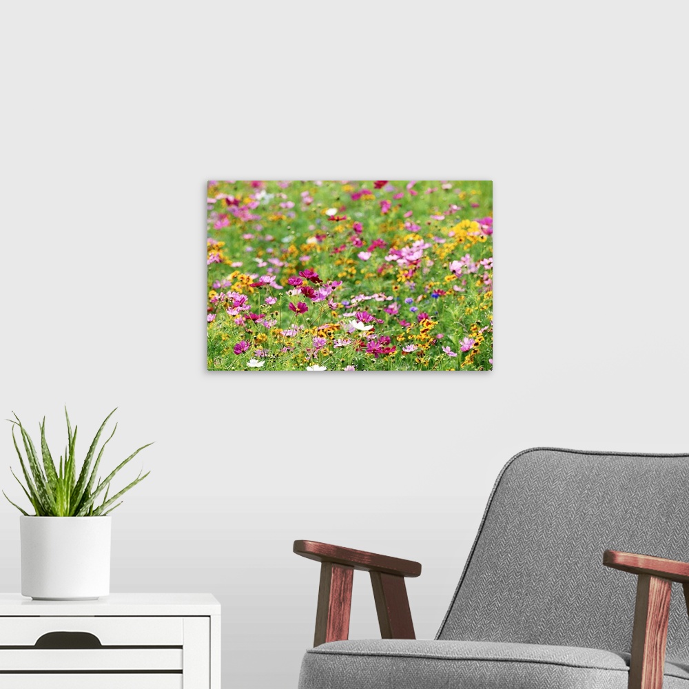 A modern room featuring Wildflowers in meadow
