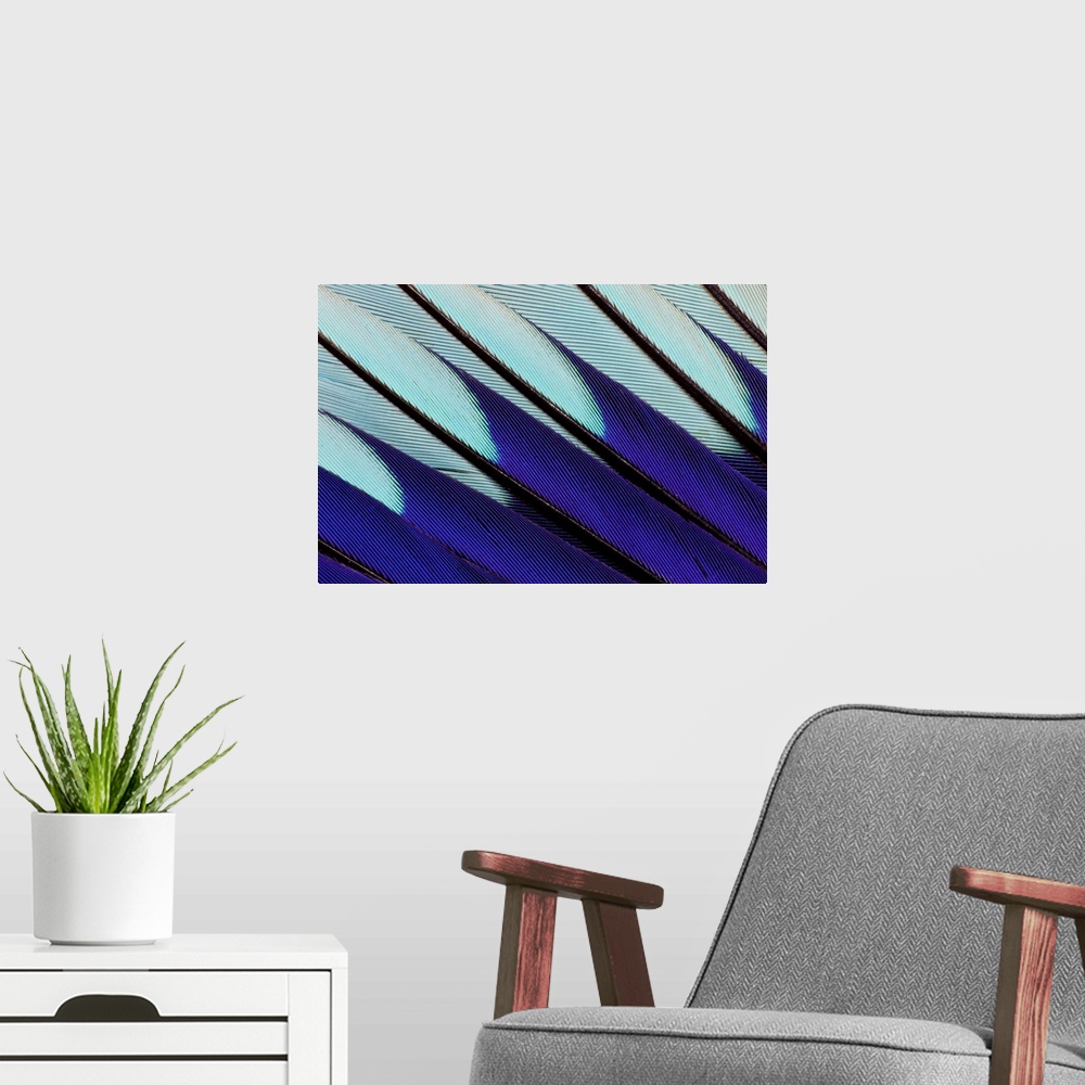 A modern room featuring Wing pattern design of Blue-bellied Roller photographed Sammamish, WA