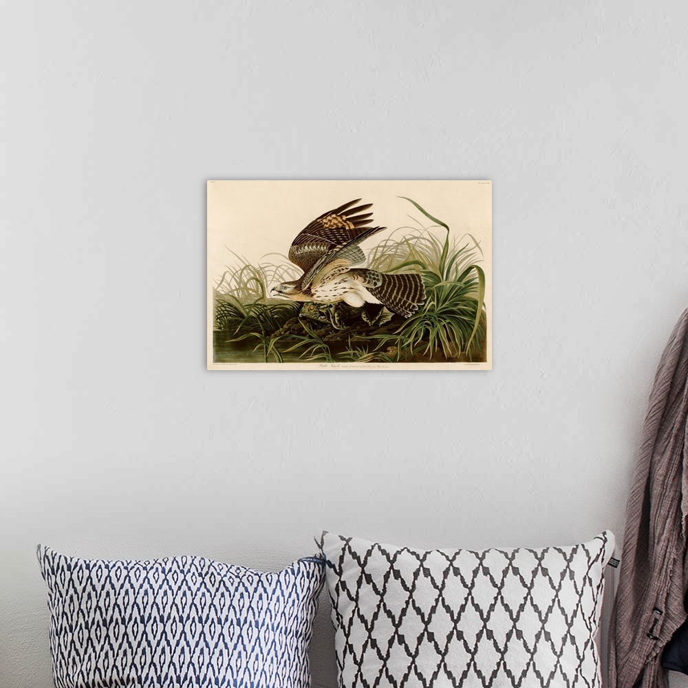 A bohemian room featuring An illustration published in Birds of America by John James Audubon.