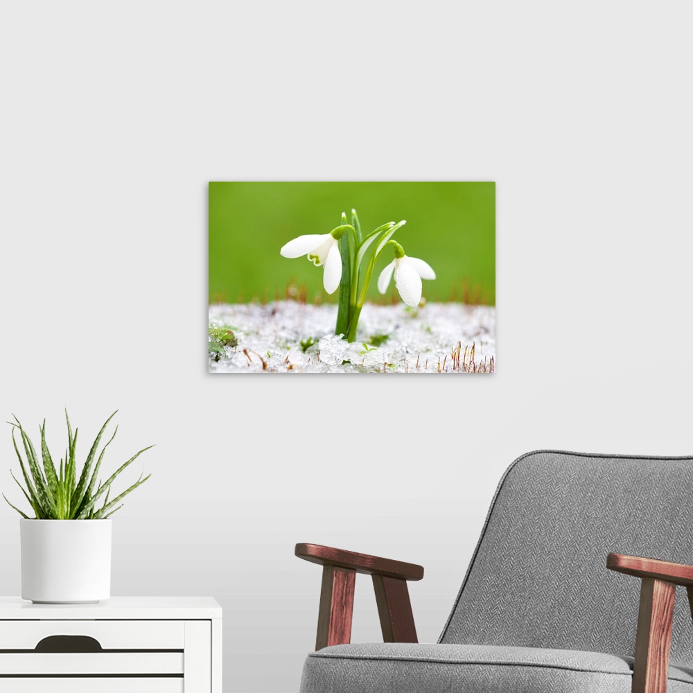 A modern room featuring Winter Snowdrops