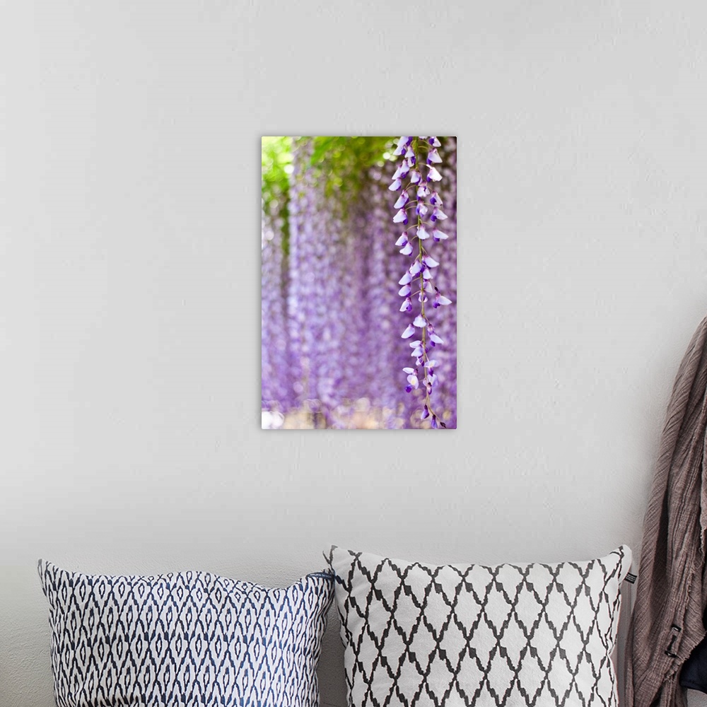 A bohemian room featuring Wisteria flower with purple bokeh background