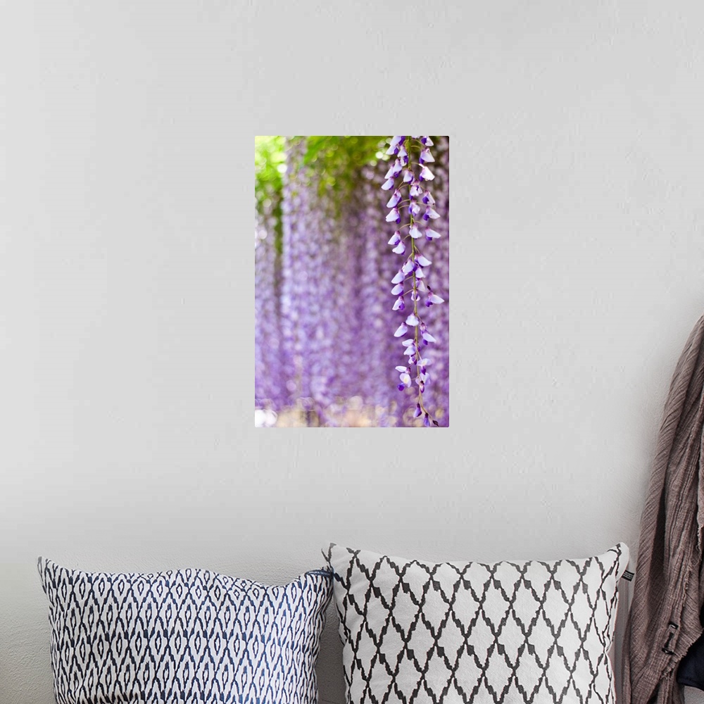 A bohemian room featuring Wisteria flower with purple bokeh background