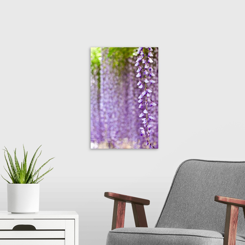 A modern room featuring Wisteria flower with purple bokeh background