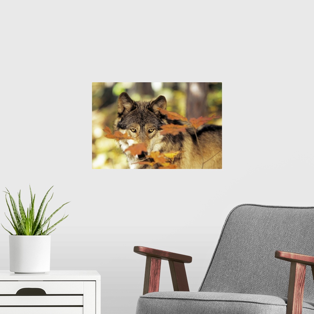 A modern room featuring Landscape photograph of a wolf in a forest peering with golden eyes through small branches of fal...