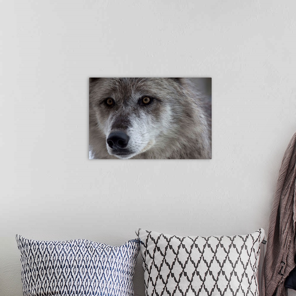 A bohemian room featuring Wolf (Canus lupus) from Yellowstone National Park. This pair of wolves were going to be released ...