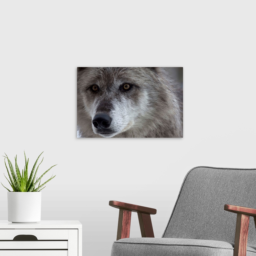 A modern room featuring Wolf (Canus lupus) from Yellowstone National Park. This pair of wolves were going to be released ...