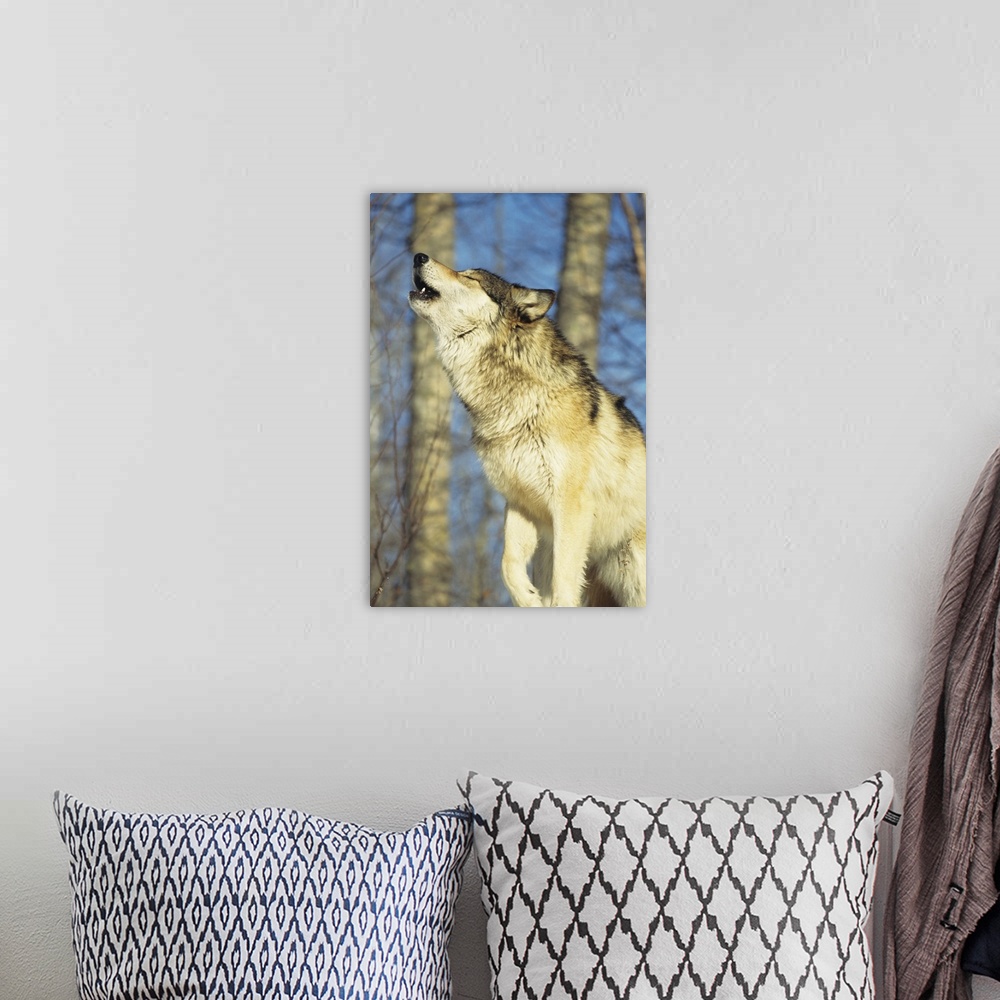 A bohemian room featuring Wolf (Canis lupus) howling, close-up, Canada