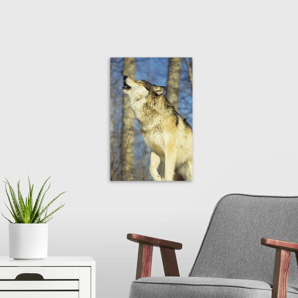 A modern room featuring Wolf (Canis lupus) howling, close-up, Canada