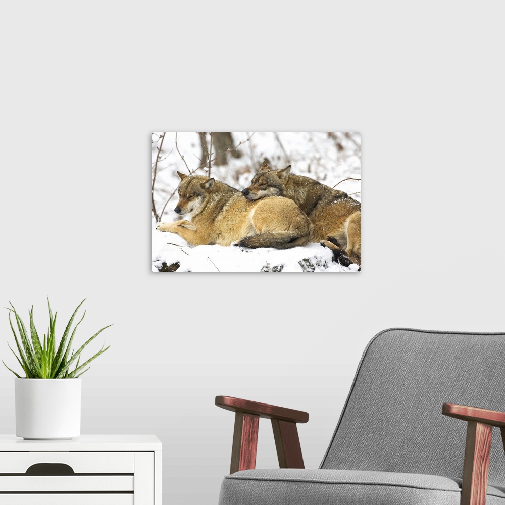 A modern room featuring Wolves in the Bavarian Wood