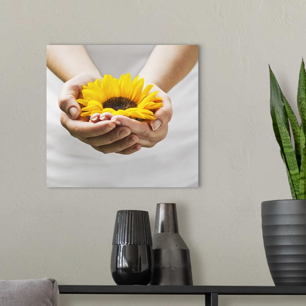 A modern room featuring Woman holding a sunflower bloom in cupped hands.