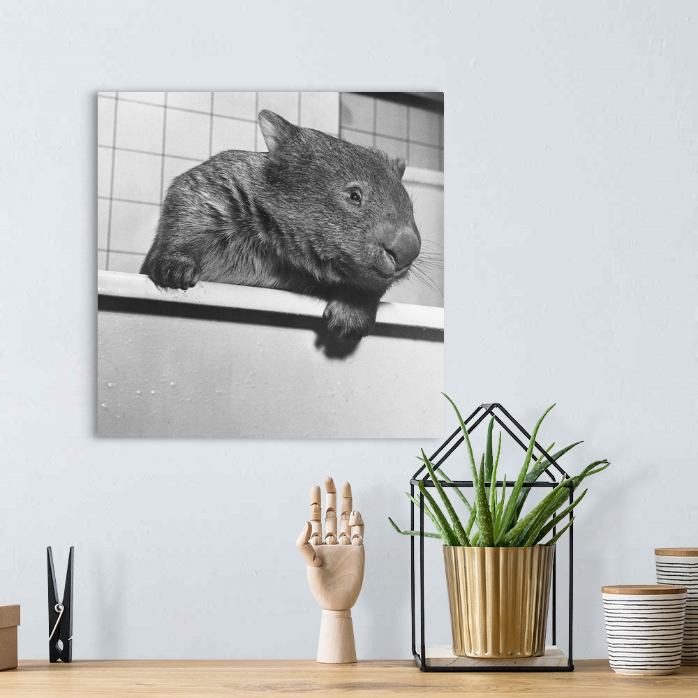 A bohemian room featuring Wimpie looks like an eager beaver. Though a marsupial, the wombat looks like a beaver with a snub...