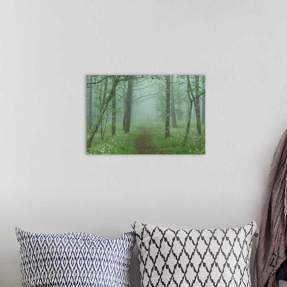 A bohemian room featuring Path leading to woods in mist.