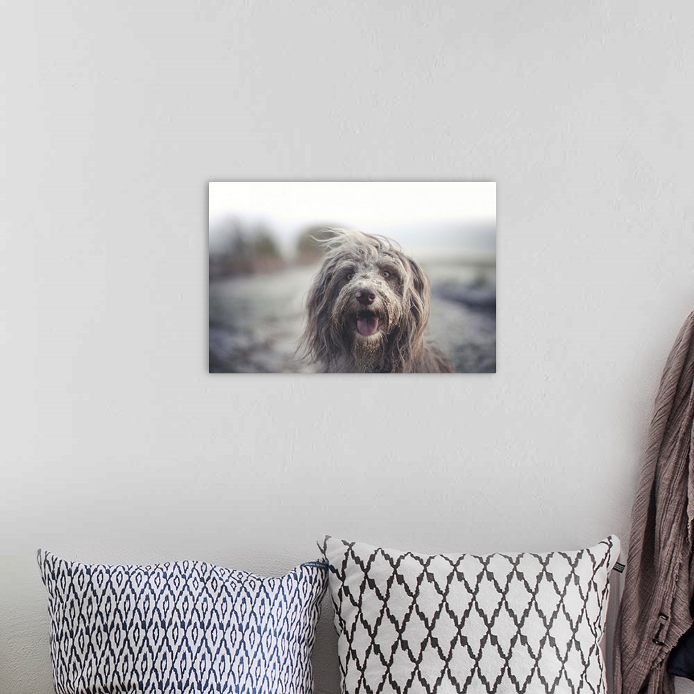 A bohemian room featuring Working Bearded collie dog with a messy face after enjoying some time in the snow.