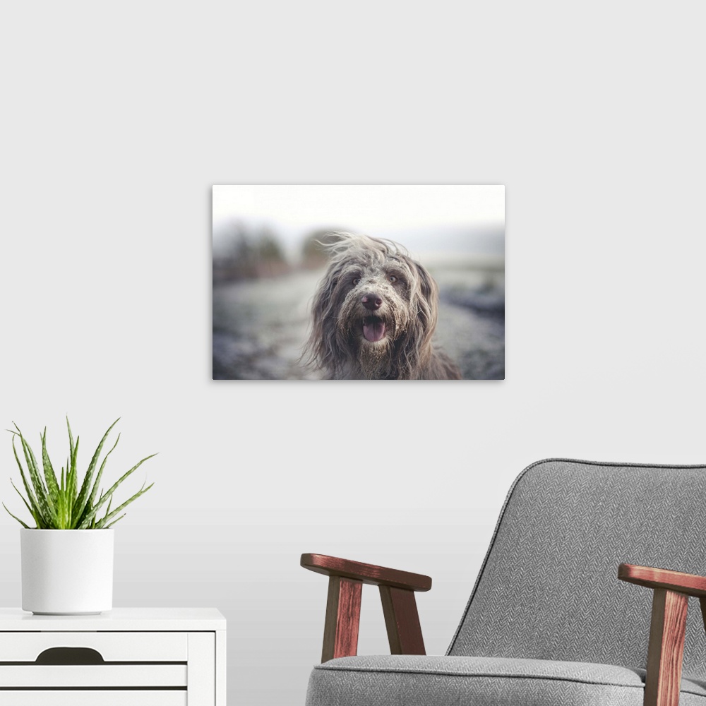 A modern room featuring Working Bearded collie dog with a messy face after enjoying some time in the snow.