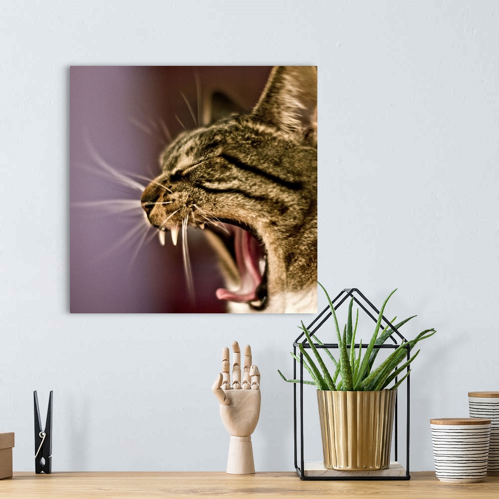 A bohemian room featuring Yawning cat