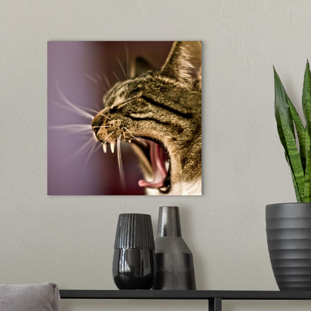 A modern room featuring Yawning cat