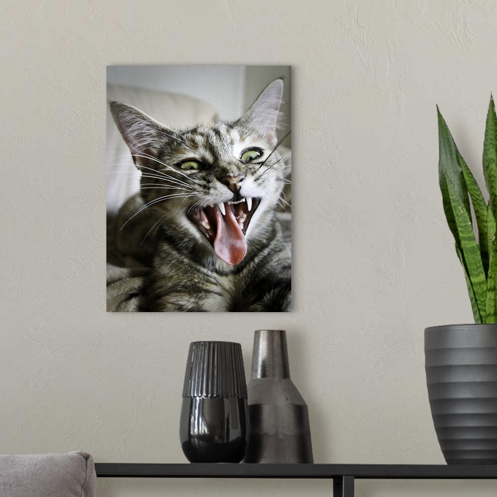 A modern room featuring Yawning kitty.