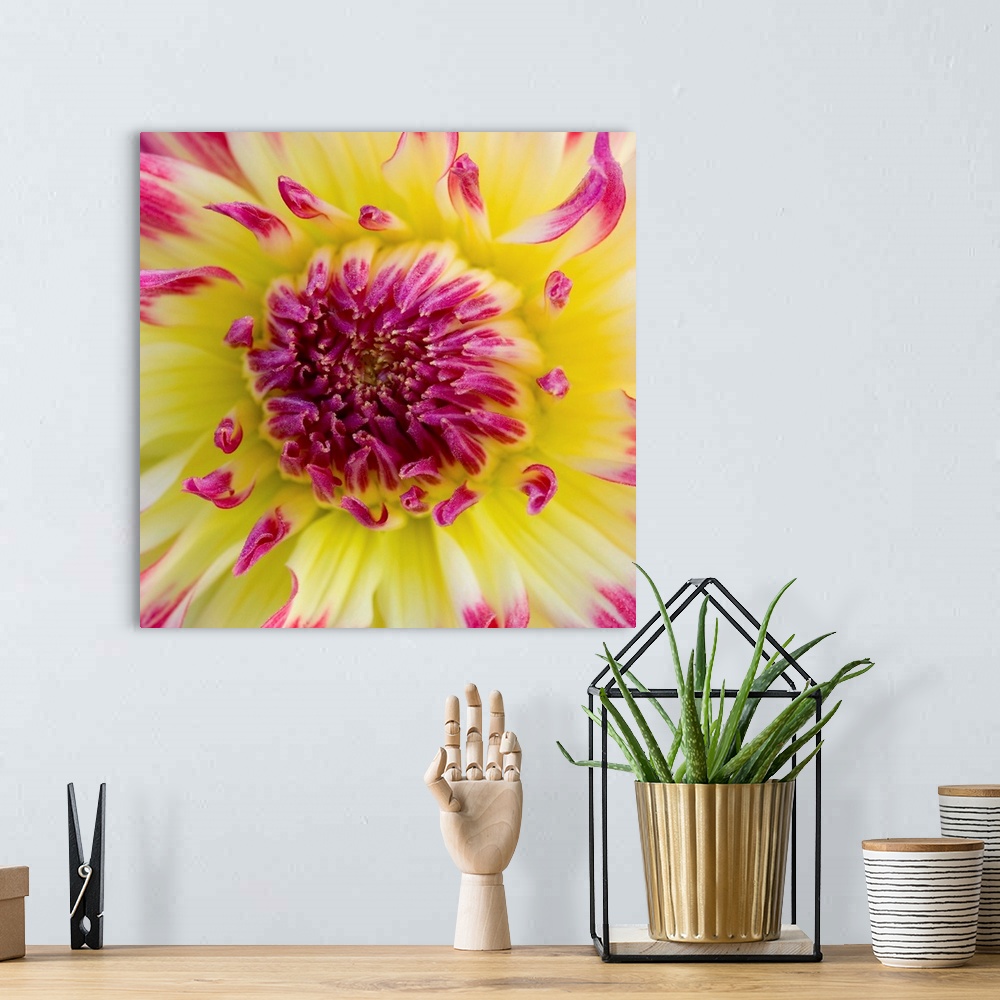 A bohemian room featuring Yellow And Red Speckled Dahlia