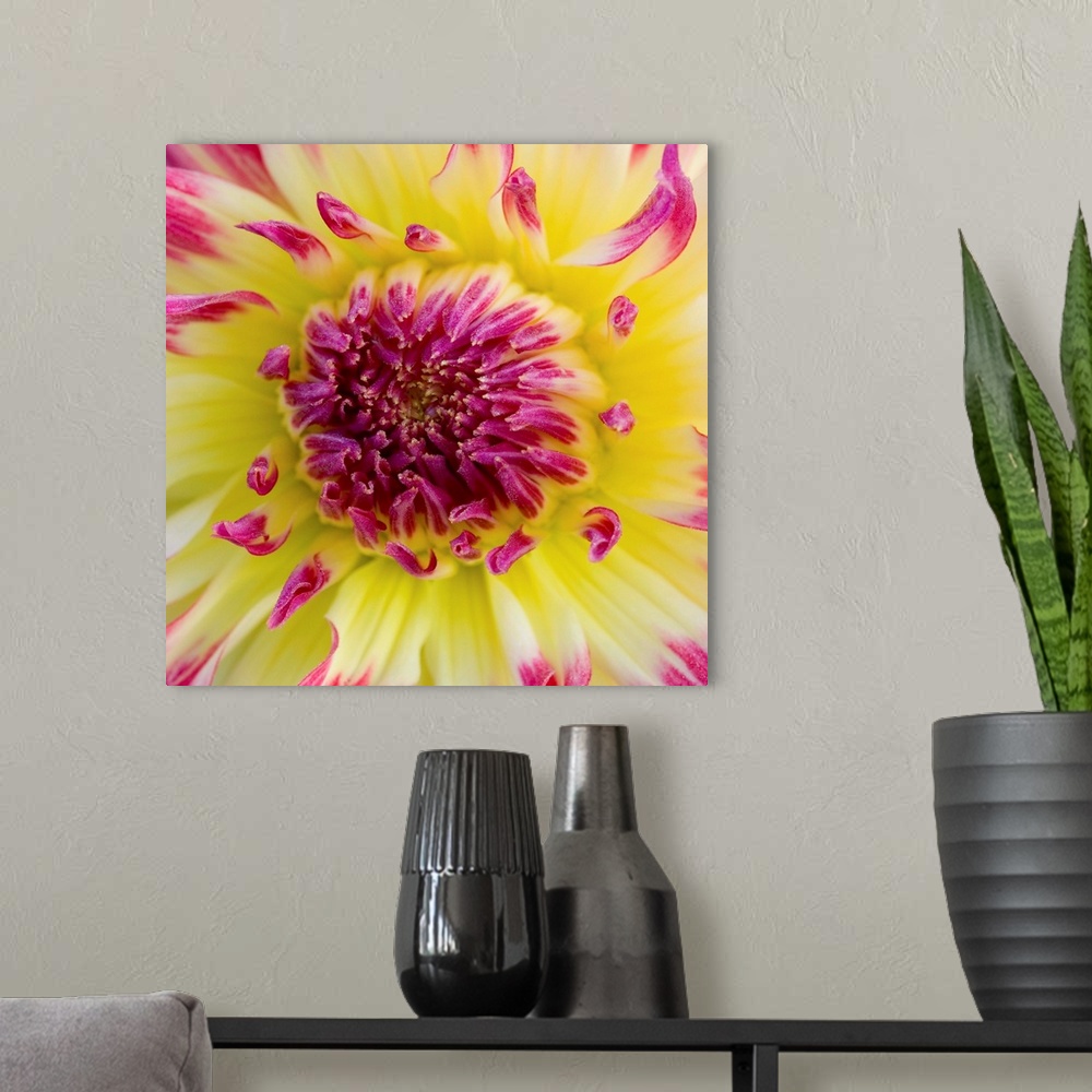 A modern room featuring Yellow And Red Speckled Dahlia