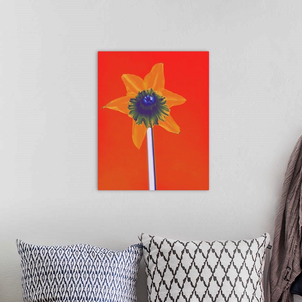 A bohemian room featuring Yellow Daffodil on Orange Background