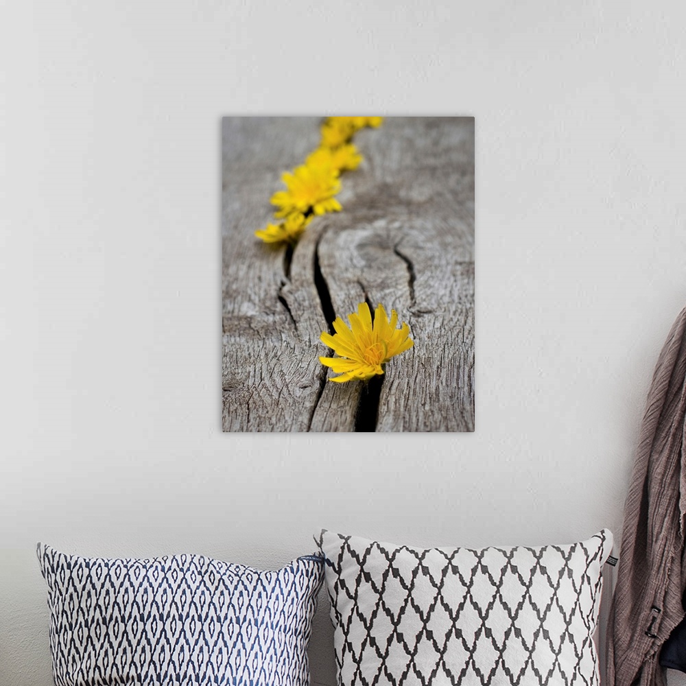 A bohemian room featuring Yellow dandelion heads all lined up in cracks on wooden bench.