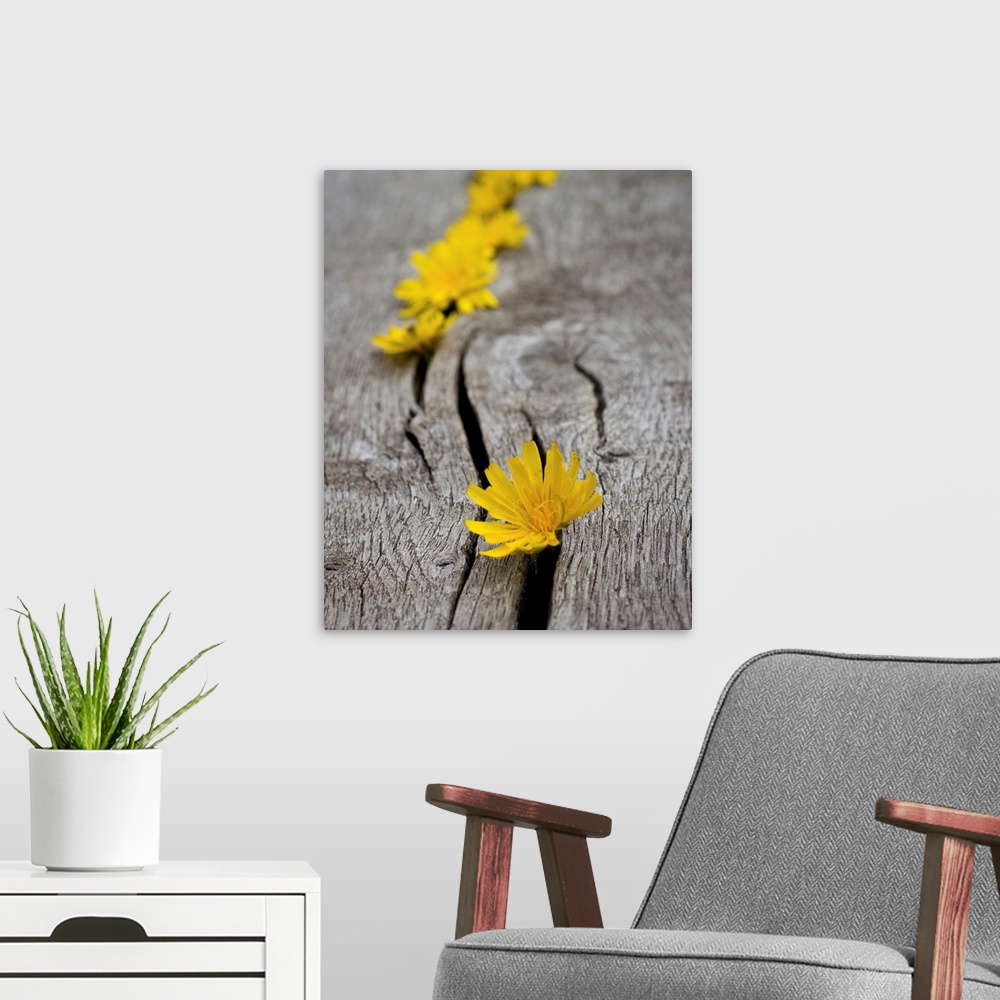A modern room featuring Yellow dandelion heads all lined up in cracks on wooden bench.