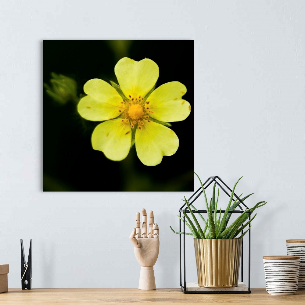 A bohemian room featuring Yellow flower with five heart shaped petals, with green bud on one side against dark background, US.