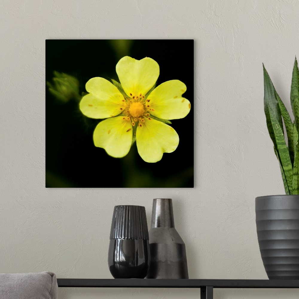 A modern room featuring Yellow flower with five heart shaped petals, with green bud on one side against dark background, US.