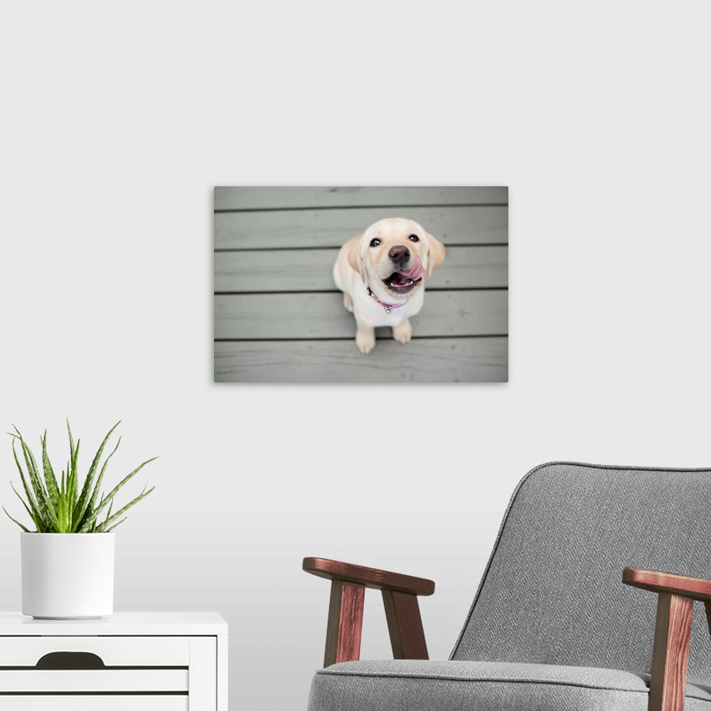 A modern room featuring Yellow Lab puppy with sticking out tongue.