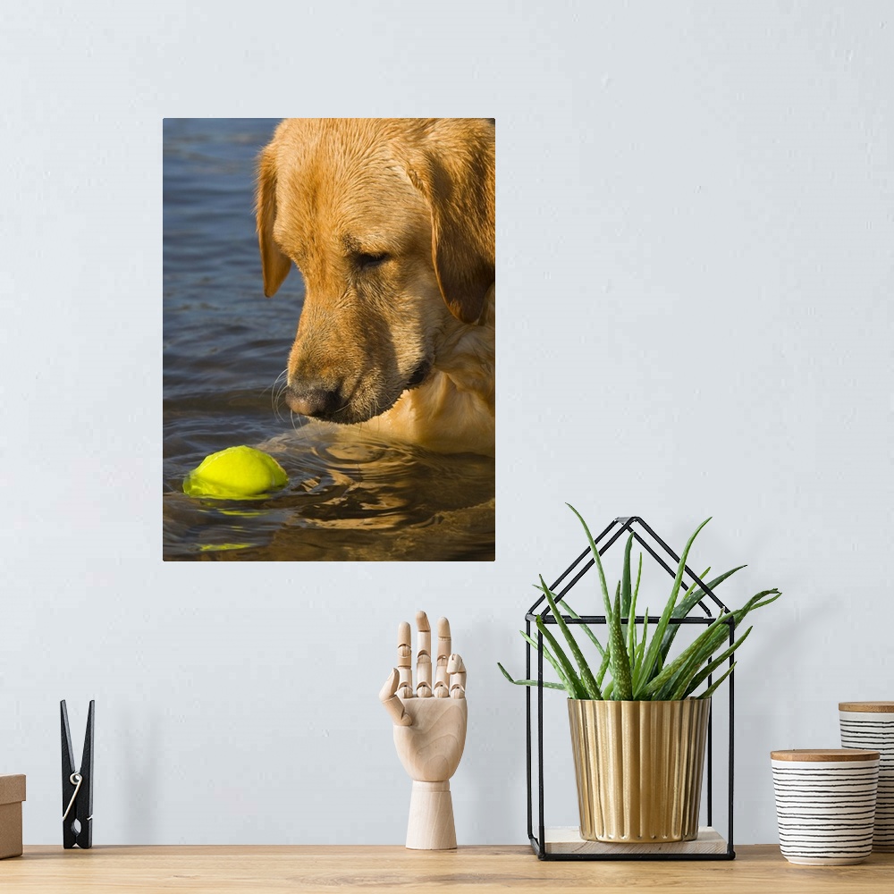 A bohemian room featuring Yellow labrador with a tennis ball in the water