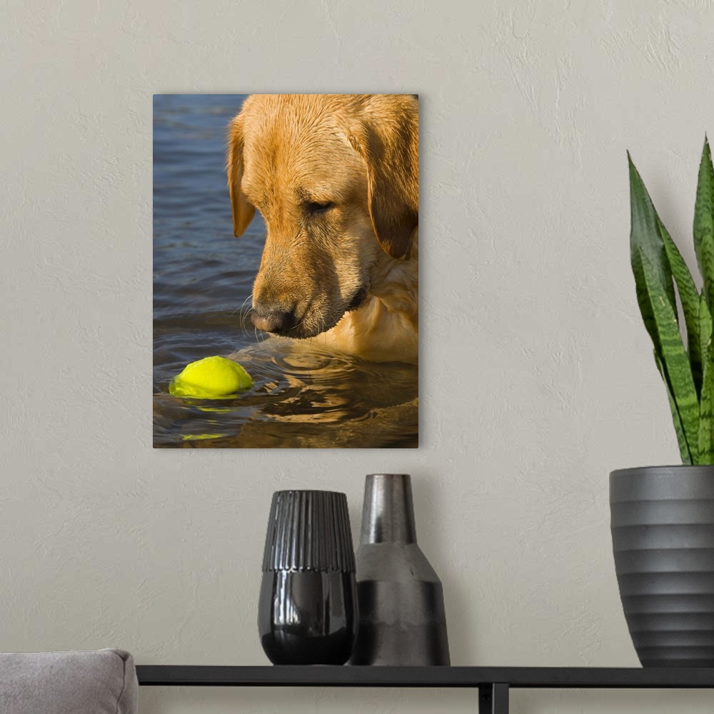 A modern room featuring Yellow labrador with a tennis ball in the water